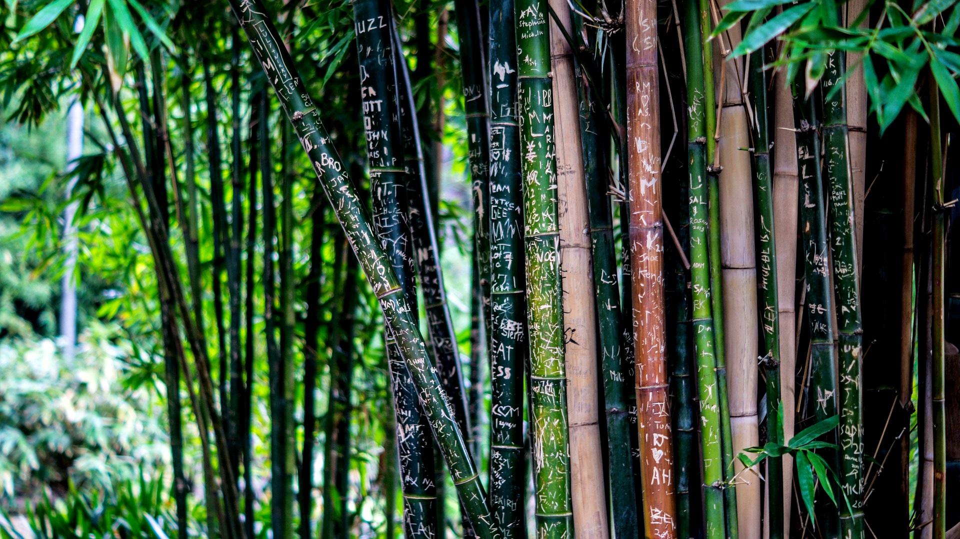 Wooden Shade Handgemachte Brillen Bambus Holz Holzbrillen Bambusbrillen Holzsonnenbrillen Optik Weißmann Nachhaltigkeit Umweltschutz Tragekomfort Rohstoff Gläser Polarisation